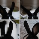 토끼