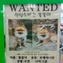 애견시대 네이버블로그