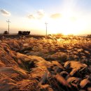 하늘공원 이미지