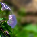 메꽃(False Bindweed) 이미지
