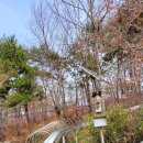 공룡발통 이미지