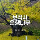 보석사   은행나무 | 충남 단풍 명소 금산 보석사 은행나무 주차 실시간 현황 평일 방문 후기