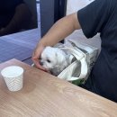 성덕애견 이미지