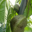 구름농장 이미지