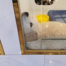 도그마루 노원점 이미지