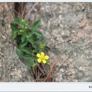 꽃이야 나무야 파주 이미지