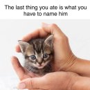 이 고양이 이름은 당신이 가장 최근에 먹은 음식명입니다 이미지