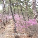 [대기-구례] 오산 사성암과 섬진강 벚꽃(3/29 토요일) 이미지