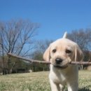 이쁜멍멍이 이미지