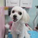 복슬 강아지미용실 이미지