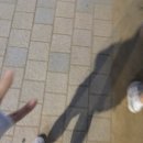 크로스핏 배곧 | 배곧 프사오 그룹트레이닝 &#39;원무브&#39; 체험 솔직 후기