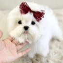 디바인퍼피 이미지