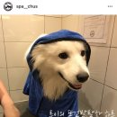 스파츄스 이미지