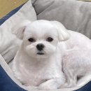 바림 펫그루밍샵 이미지