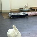 냥플레이스 이미지