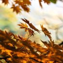 11/15 오늘의 묵상 (요단강을 대로로 내신 하나님) 이미지