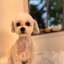 그루밍이즈 이미지