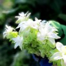 진도 울그미 왕꽈배기 이미지