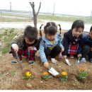 ＜식목일 행사＞ "금잔화" 꽃 모종을 심었어요 *^^* 이미지