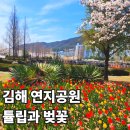 연지공원(타고가야) | 부산에서 뚜벅이 김해 연지공원 벚꽃 튤립 대중교통 가는법