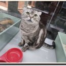 네코스토리 이미지