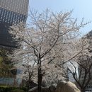인사동청춘수제비 이미지