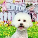 라라펫 | 중계동 애견샵 라라펫샵 미용후기
