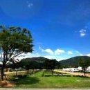 가평금잔디 이미지