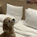 코땅 펫택시 이미지