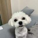 비플루피 이미지