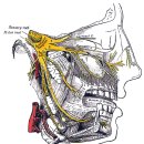 얼굴의 움직임과 감각 &#34;삼차신경과 안면신경의 탐구&#34; - 정리해야 이미지