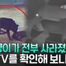 길고양이가 전부 사라졌다? CCTV를 확인해 보니.. ‘충격’, 사람까지 공격한 "들개의 습격" 😰 | KBS 류수영의 동물티비 이미지