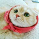 라인텐 이미지
