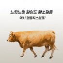 황소 이미지