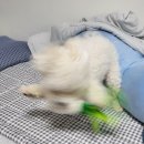 갖고파인형 이미지