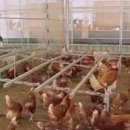 행복양계장 이미지