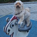 몽그루밍 이미지