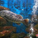 아쿠아카페(AQUA CAFE) 이미지