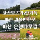 파주로 은행나무길 | 코스모스가 한가득 아산은행나무길 지금이야
