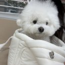 서루 신상 하트 베루백 Seoru Heart Veru Bag 한달 사용후기