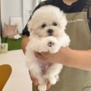 25시 펫샵 | 광주 소형견 전문 마마스미독 광주봉선점 인연이 닿았어요