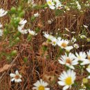 영웅님의 단발머리를 들으며 이미지