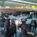 푸른흑염소농장 이미지