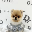 몽몽하개 이미지