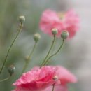 인디고아트