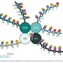 히스톤(HisTone) 이미지