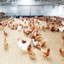 유황농장 이미지