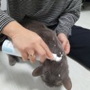 고양이워터리스샴푸추천 고양이샴푸 고양이턱드름 라포그 워터리스샴푸