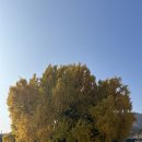 연화동막국수 | 서울에서 원주 반계리 은행나무 대중교통 Tip / 김밥천국 /봉자순대국 / 카페셜리