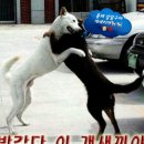 같이 Daum카페